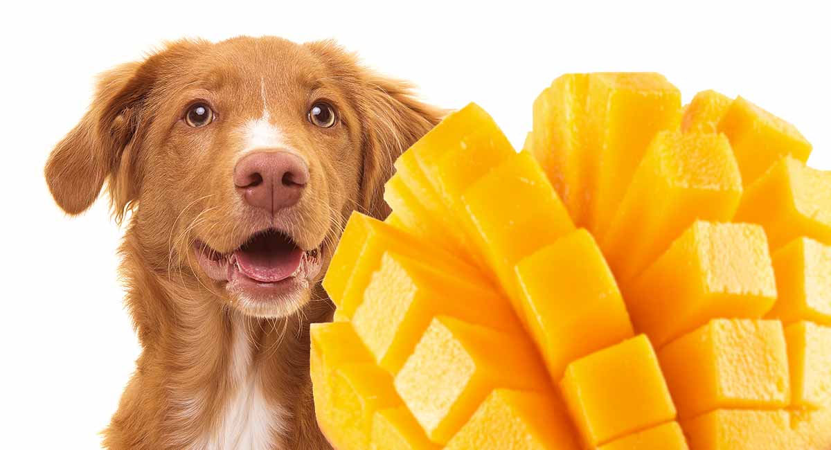 Can dogs eat mangoes?