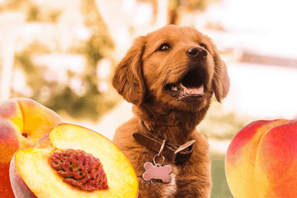 Can dogs eat Peaches?