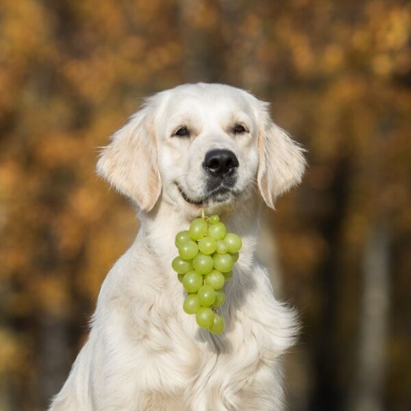 Can dogs eat grapes? what happens if a dog eats a grape? Petsynse