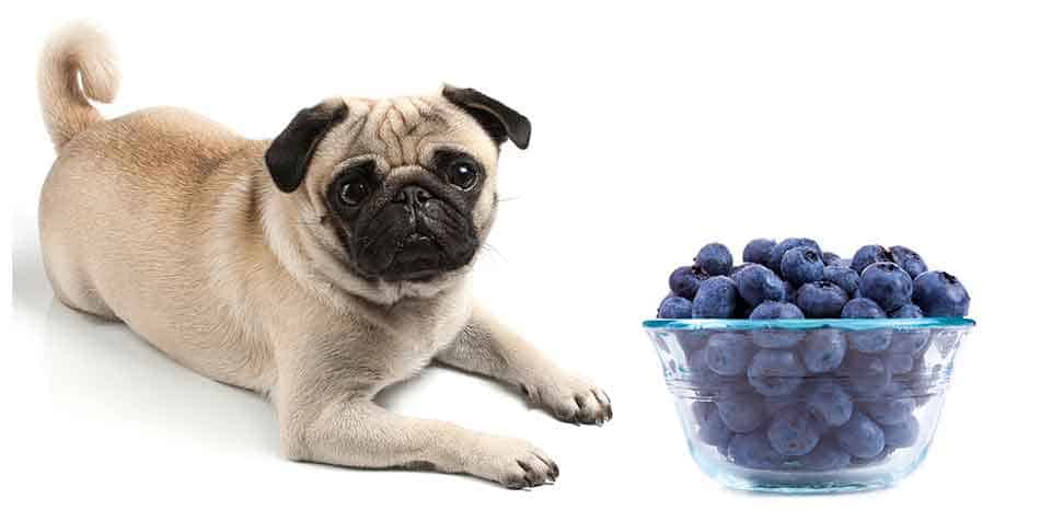 can-dogs-eat-blueberries ?