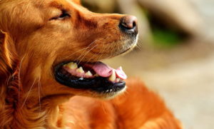 Blastomycosis in dogs