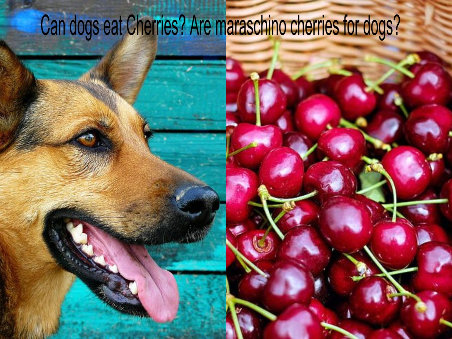 Can dogs eat Cherries? Are Maraschino cherries for dogs? Petsynse