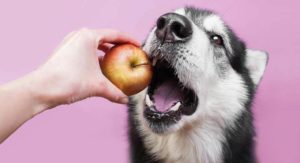 can dogs eat apple
