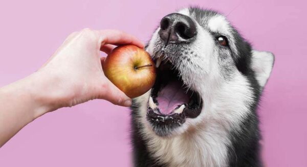 Can dogs eat Apple? can apples upset a dog's stomach? - Petsynse