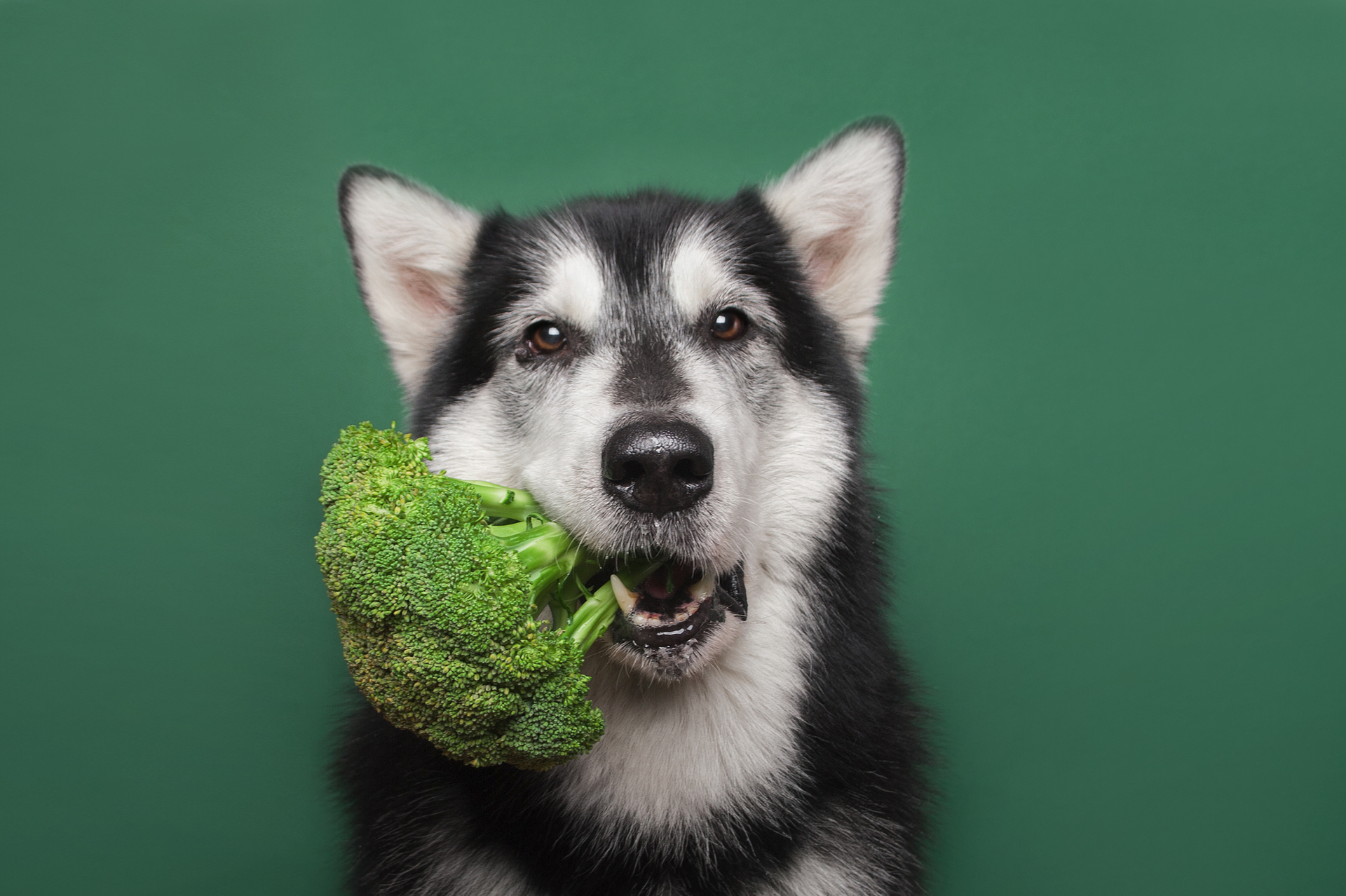 can dogs eat broccoli