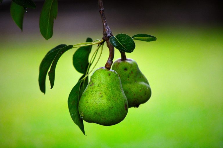 Can dogs eat Pear? Are pears likely to do harm to your dog? - Petsynse