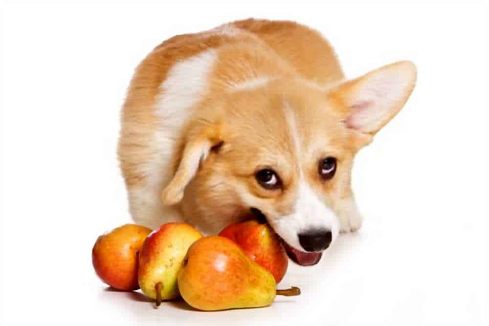can dogs eat pear