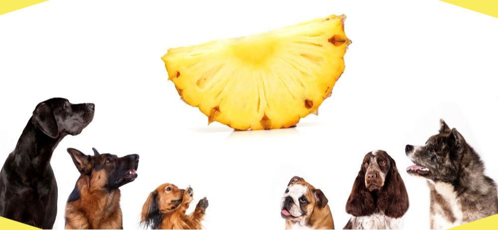 can dogs eat pineapple?