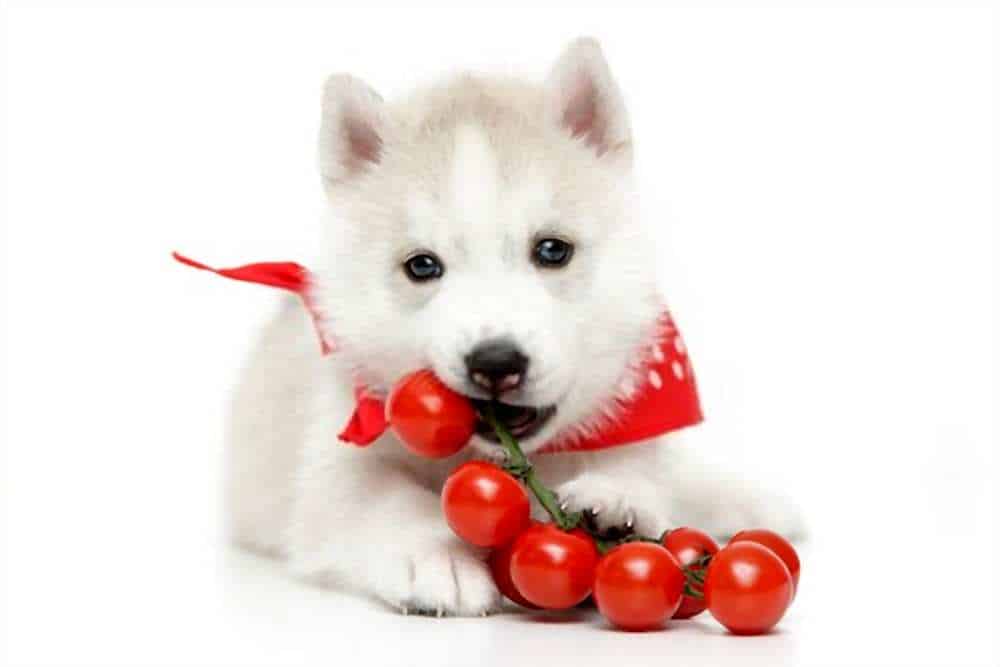 Can dogs eat tomatoes?