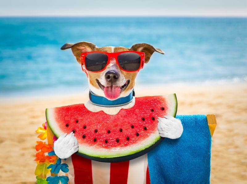 can dogs eat watermelon?