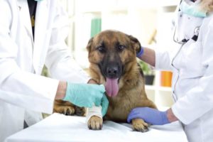 can dogs have different blood types