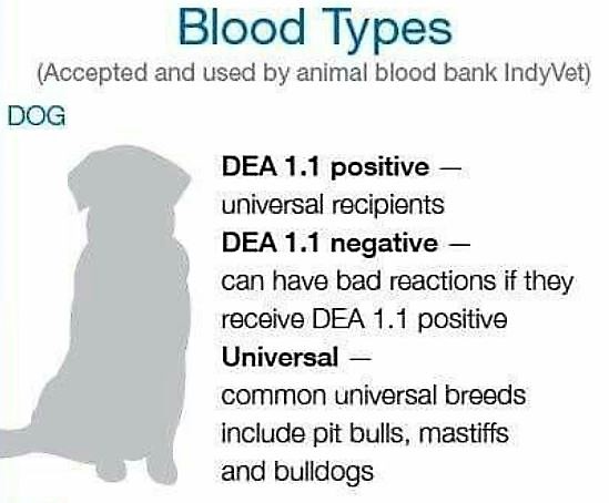 do-dogs-have-different-blood-types-what-is-the-universal-blood-type