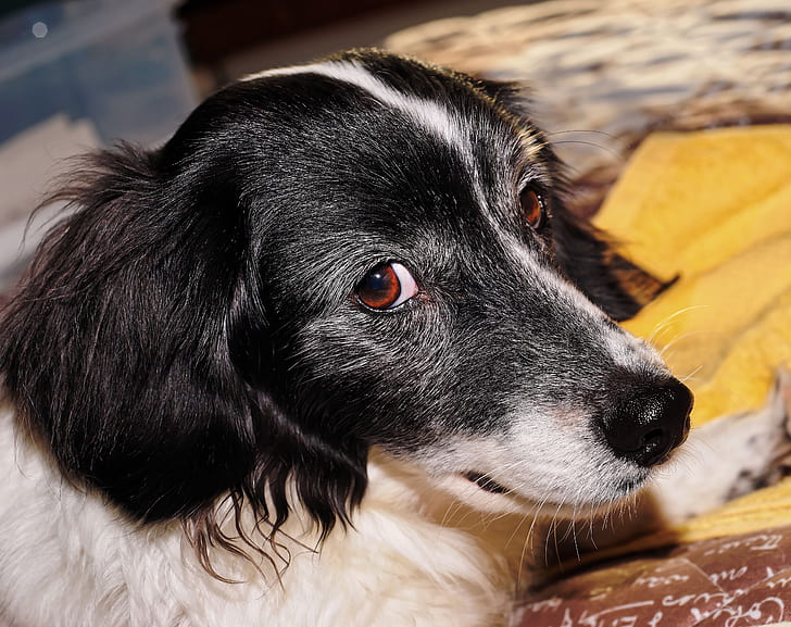 pancreatic-cancer-in-dogs-symptoms-causes-diagnosis-treatment