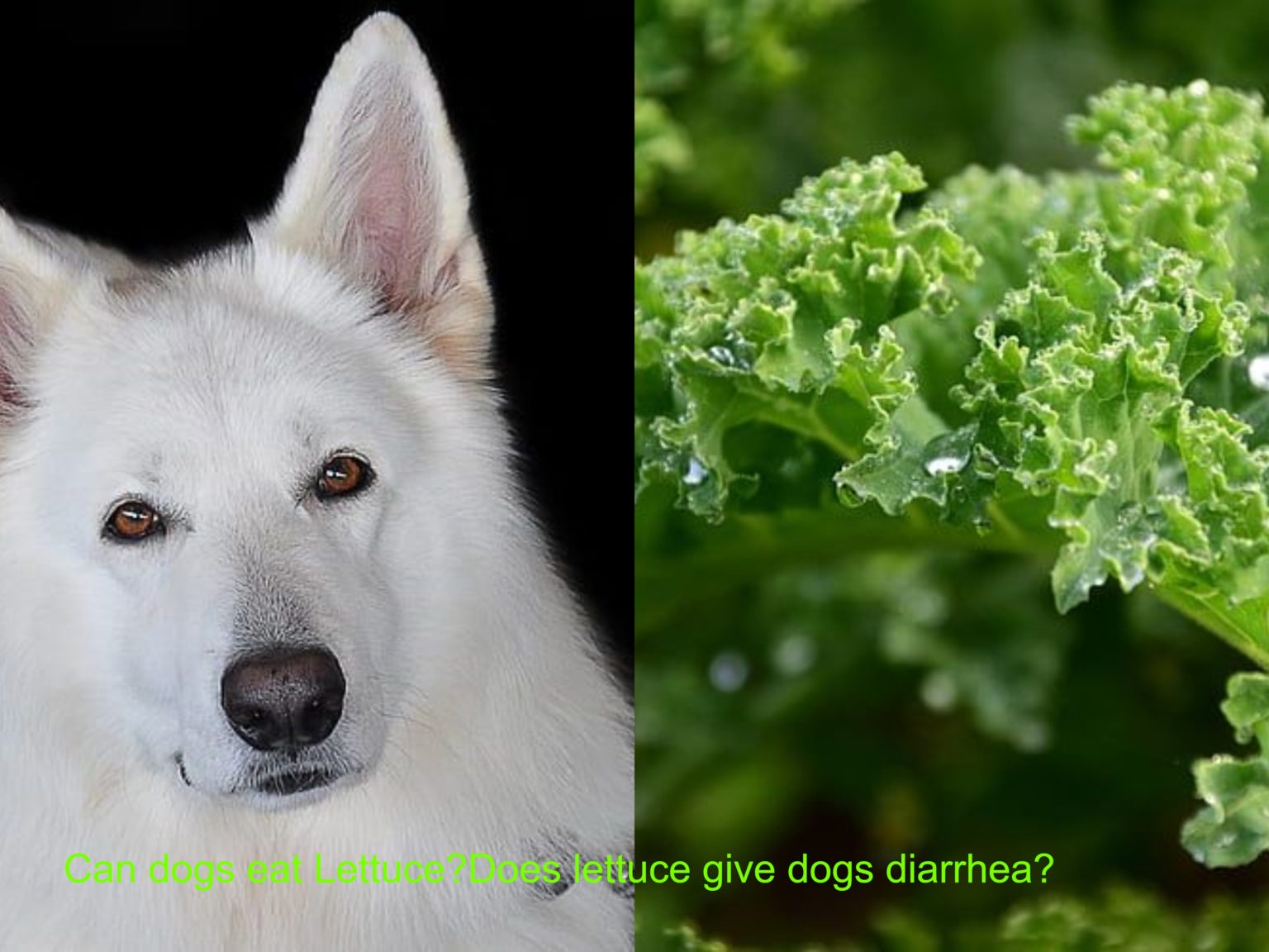 can-dogs-eat-lettuce-does-lettuce-give-dogs-diarrhea-petsynse