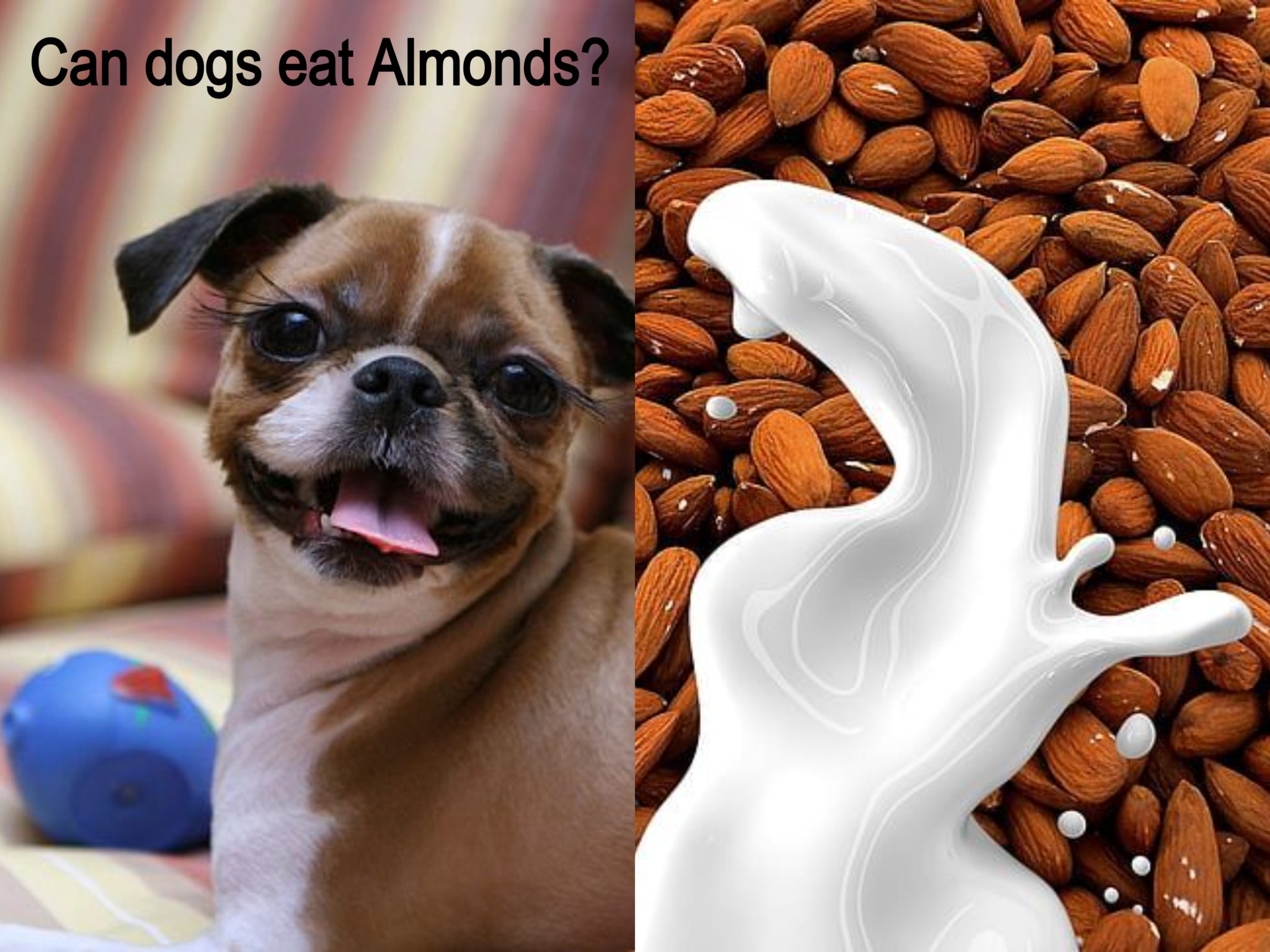 can-dogs-eat-almonds-is-it-safe-for-dogs-to-eat-almonds-petsynse