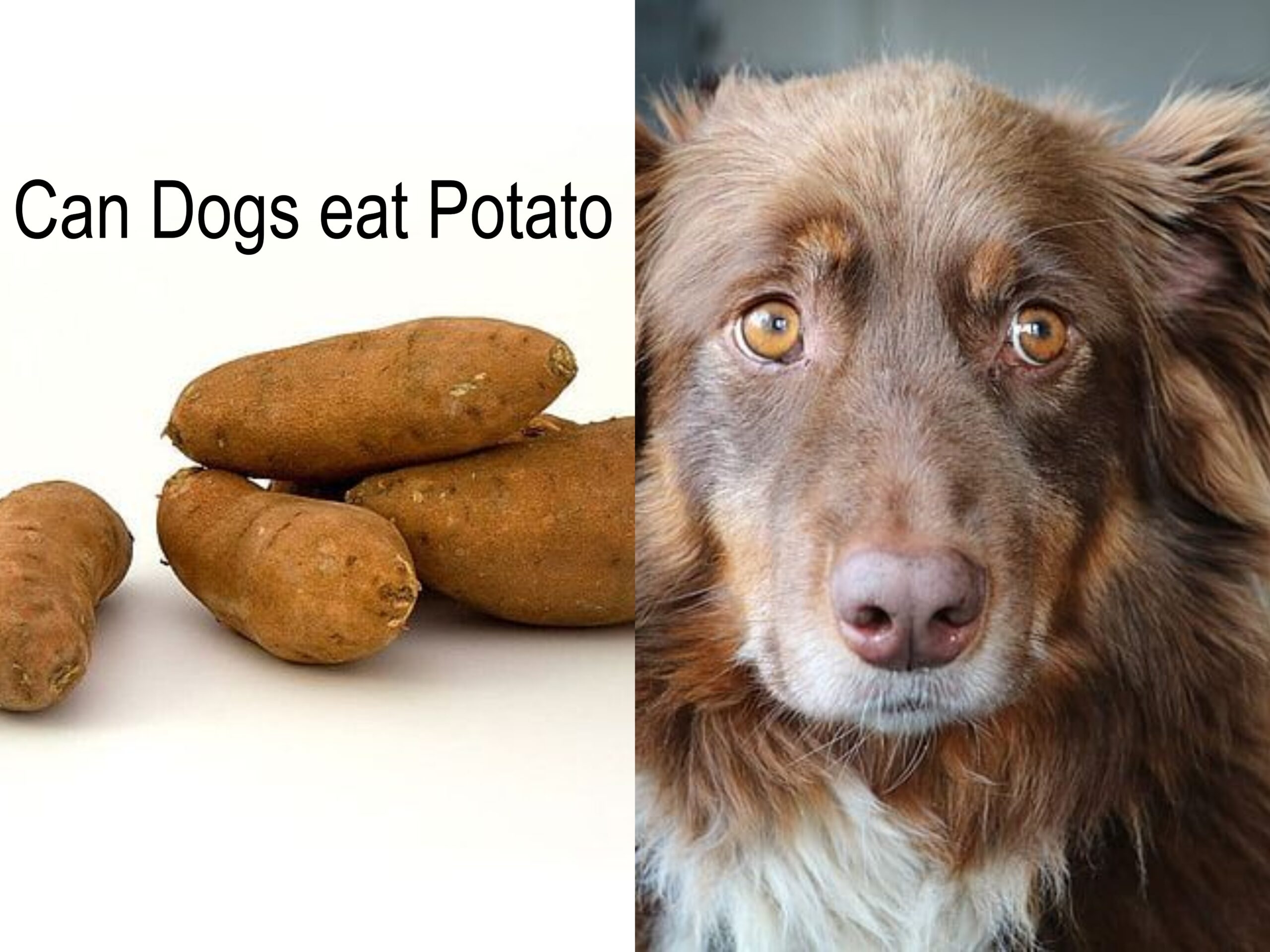 Can dogs eat Potato
