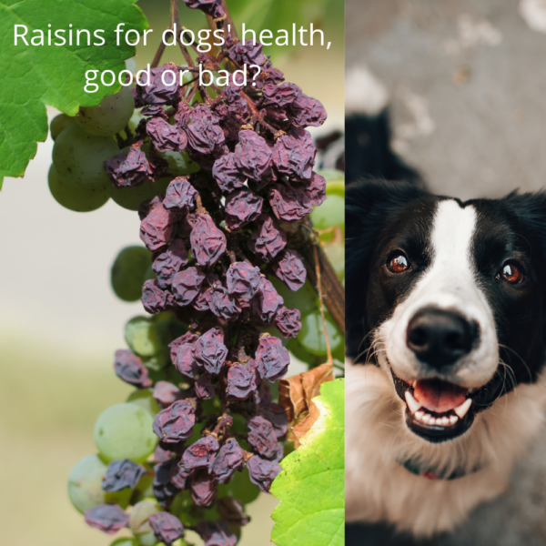 Can dogs eat raisins? Can dogs eat white raisins Petsynse