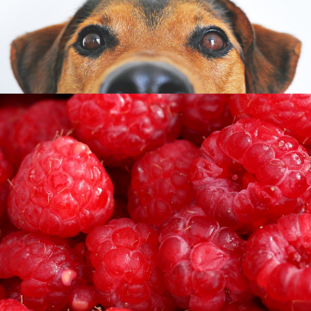 Raspberries for dogs