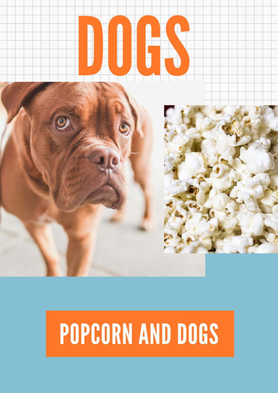 is-popcorn-bad-for-dogs-petsynse