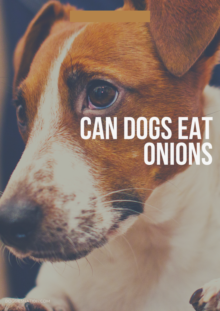 Can dogs eat onions? Can a dog eat meat cooked with onions Petsynse