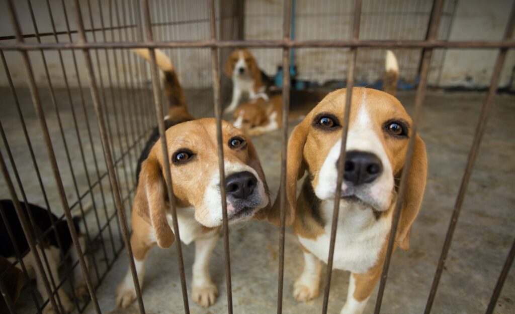 peta-accuses-nih-of-buying-mistreated-dogs-from-virginia-breeding