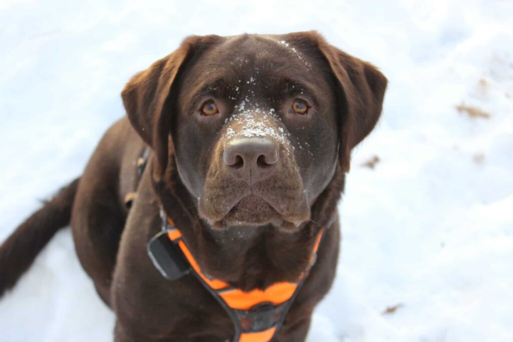 Do Labs Like Snow? Petsynse