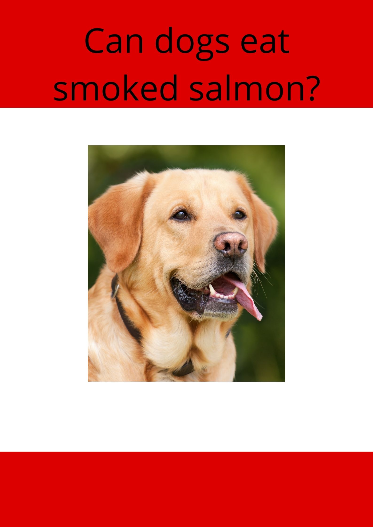 can-dogs-have-smoked-salmon-smoked-salmon-is-good-for-doggies