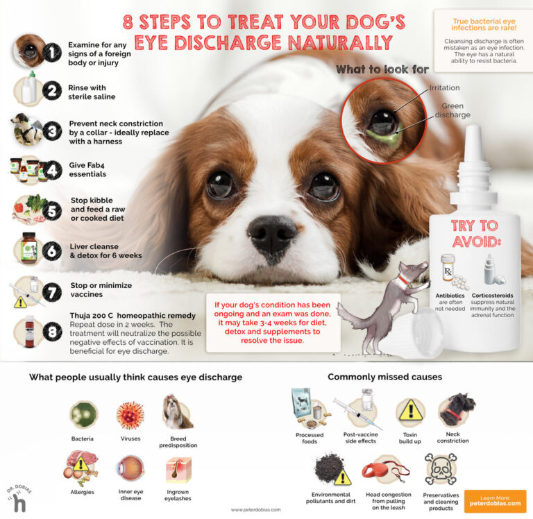 Homeopathic Remedy For Dog Eye Infection