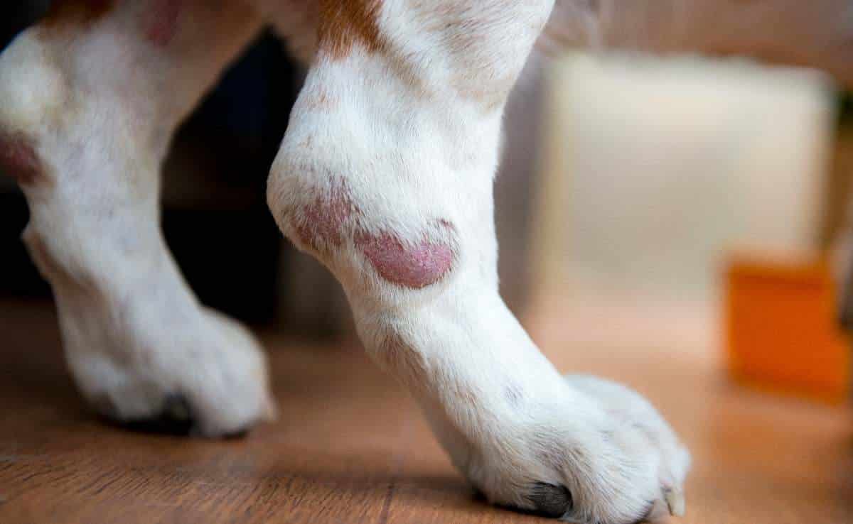 dog-skin-cancer-types