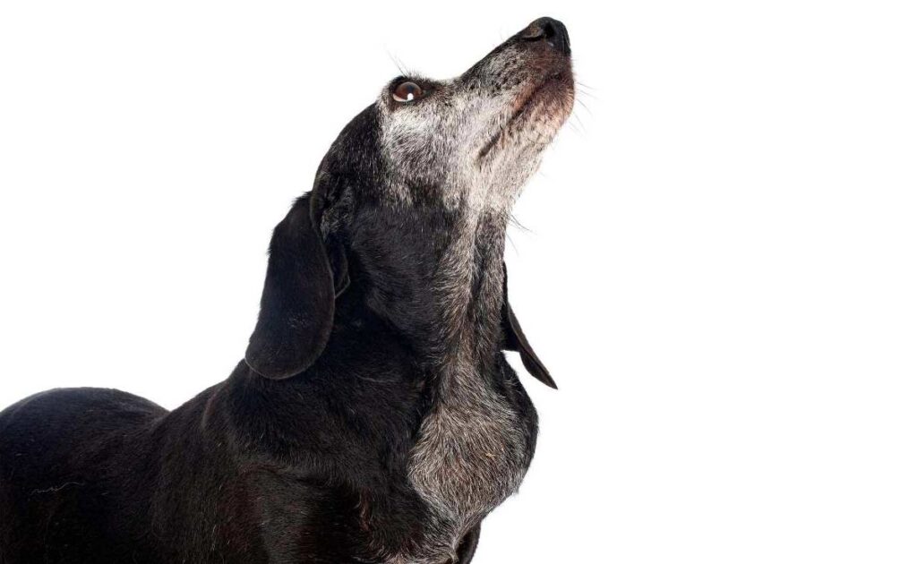 lymphoma-in-dogs-types-symptoms-treatment-life-expectancy-more