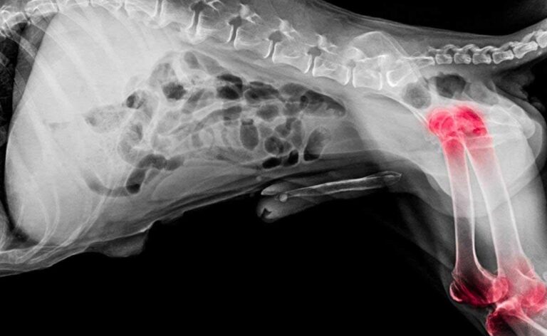 bone-cancer-in-dogs-symptoms-treatment-risk-factors-petsynse