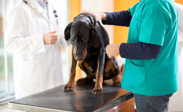 hemangiosarcoma-in-dogs-symptoms-causes-treatment-more-petsynse