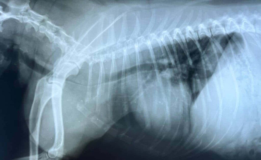 Collapsed Trachea In Dogs: Causes, Symptoms & Treatment - Petsynse