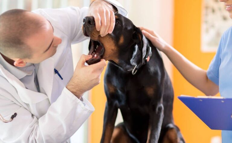 acid-reflux-in-dogs-symptoms-treatment-more-petsynse