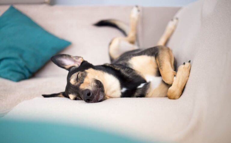 why-do-dogs-twitch-in-their-sleep-are-they-okay-petsynse