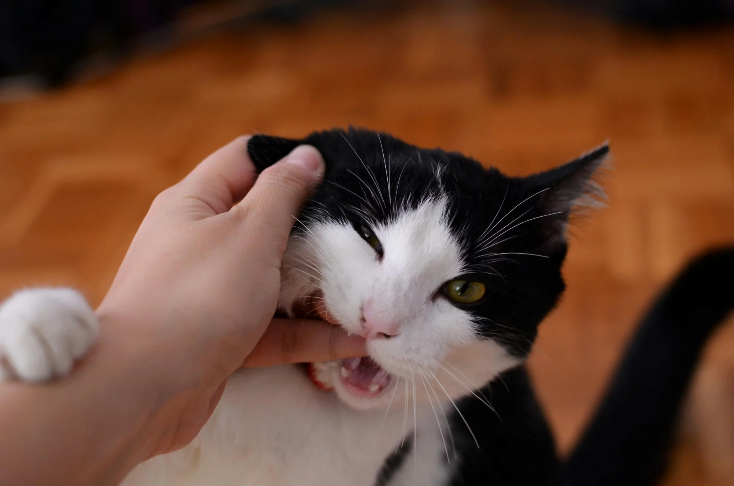 cat biting or scratching