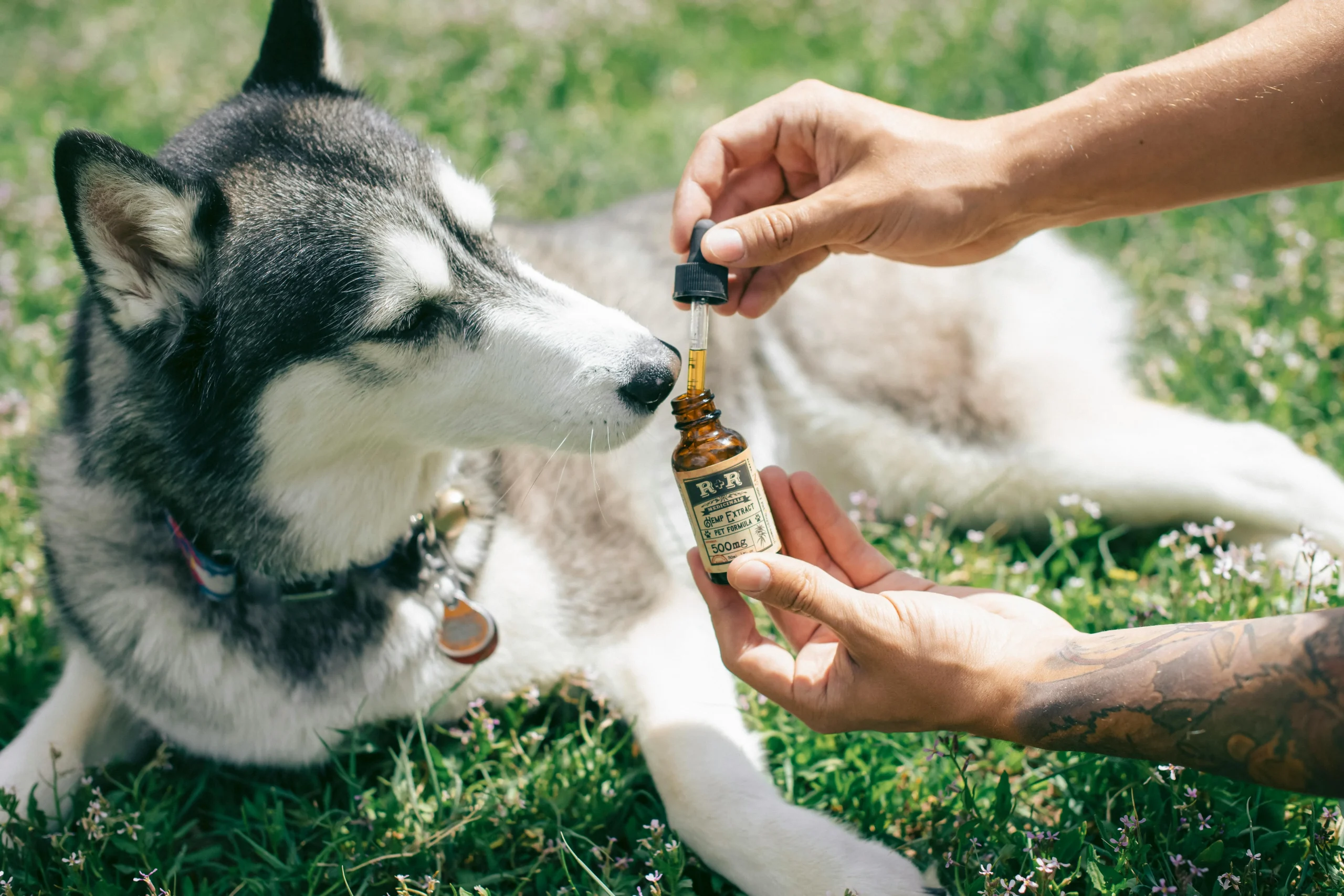 human medication for dogs?